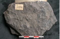 Foto (Detailansicht) von Sphnenophyllum schlotheimi Brongniart (NHMW-GEO-2024-0188-11281)